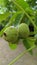 Walnut treesÂ are any species of tree in the plant genusÂ juglans, the seeds of which are referred to asÂ walnuts
